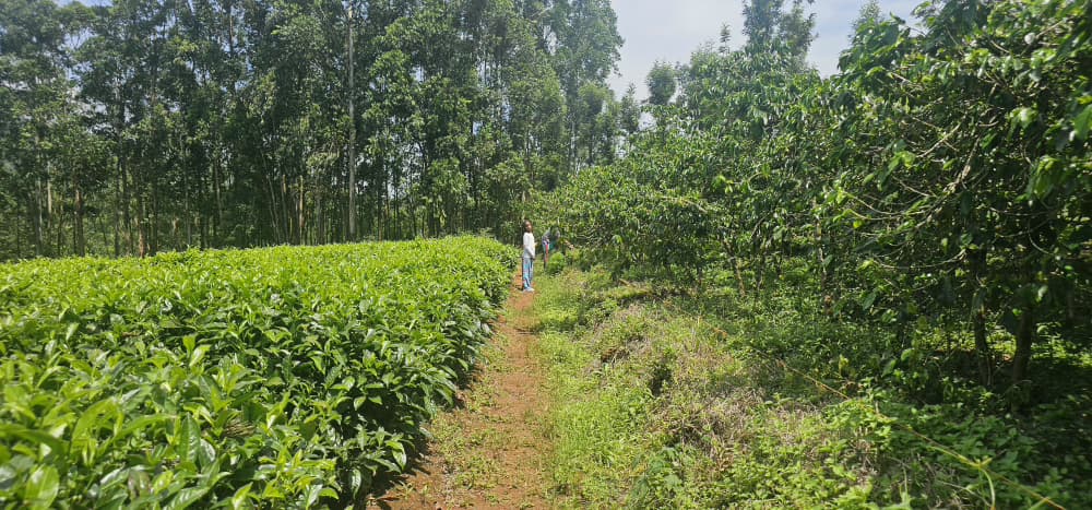 Uganda coffee tree with cherries