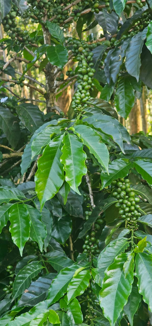 Uganda ripe coffee cherries